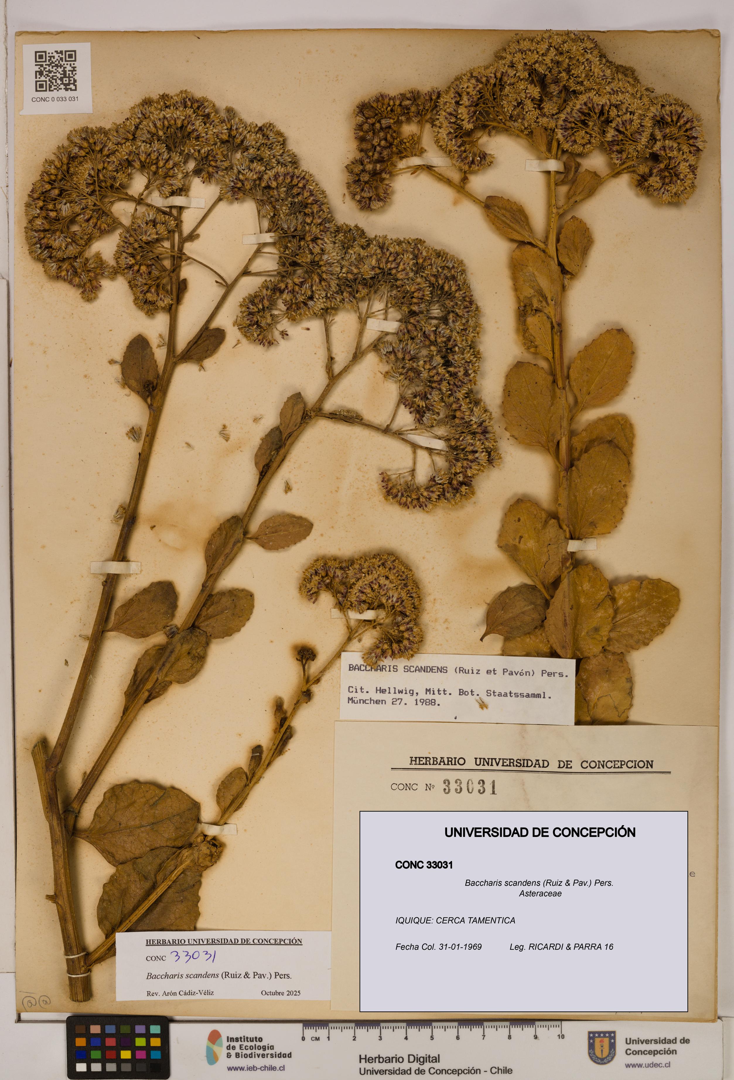 Baccharis scandens [Espécimen: UDEC:CONC:0033031]