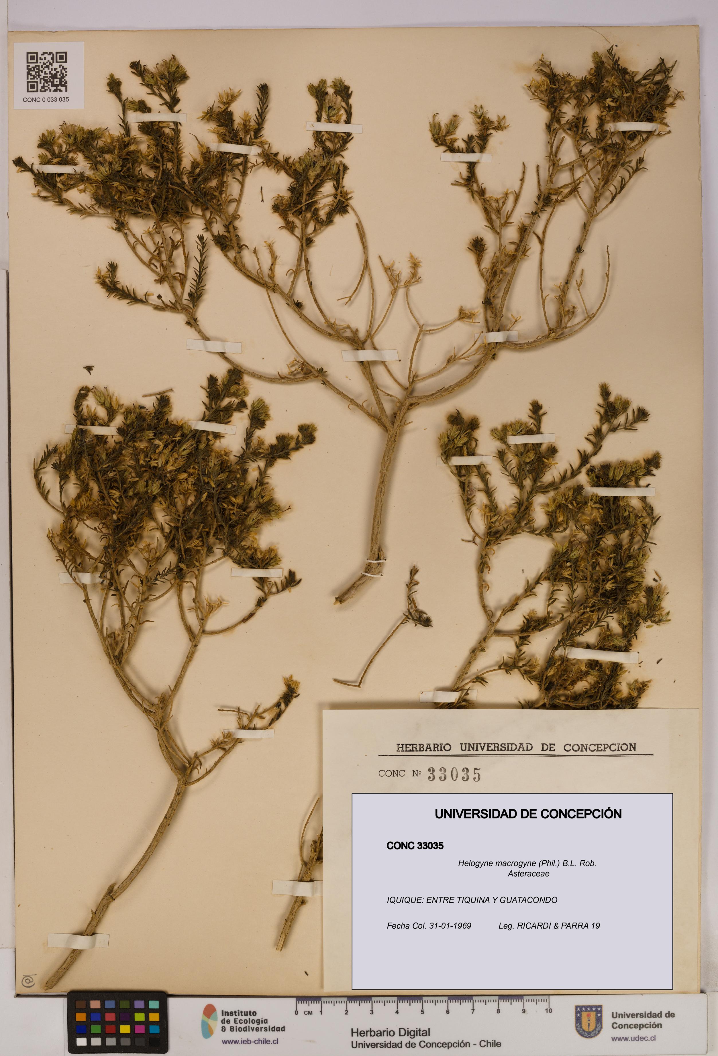 Helogyne macrogyne [Espécimen: UDEC:CONC:0033035]