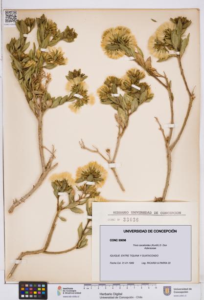 Trixis cacalioides [Espécimen: ]