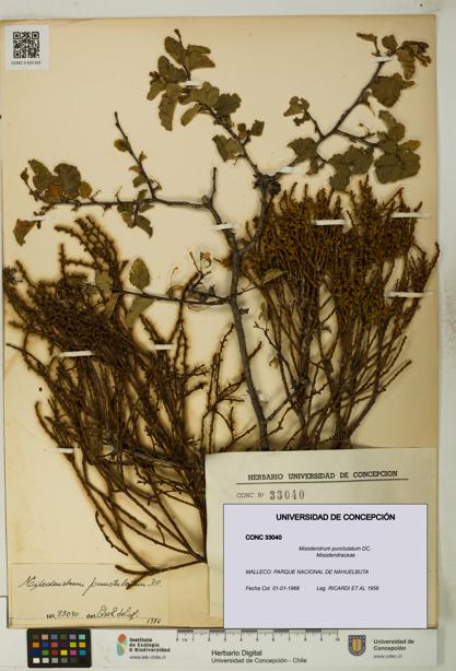 Misodendrum punctulatum [Espécimen: UDEC:CONC:0033040]