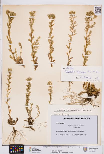 Triptilion spinosum [Espécimen: ]