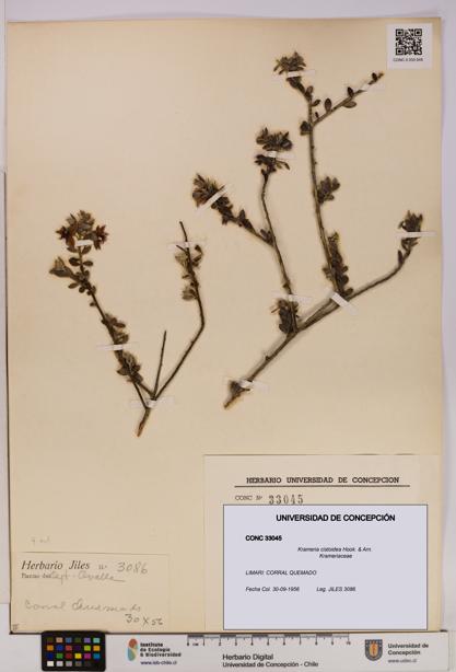 Krameria cistoidea [Espécimen: UDEC:CONC:0033045]