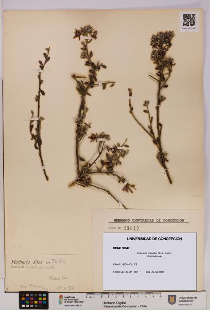 Krameria cistoidea [Espécimen: UDEC:CONC:0033047]