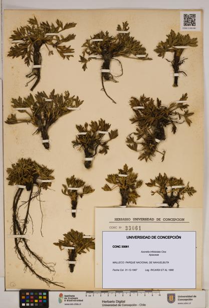 Azorella trifoliolata [Espécimen: ]
