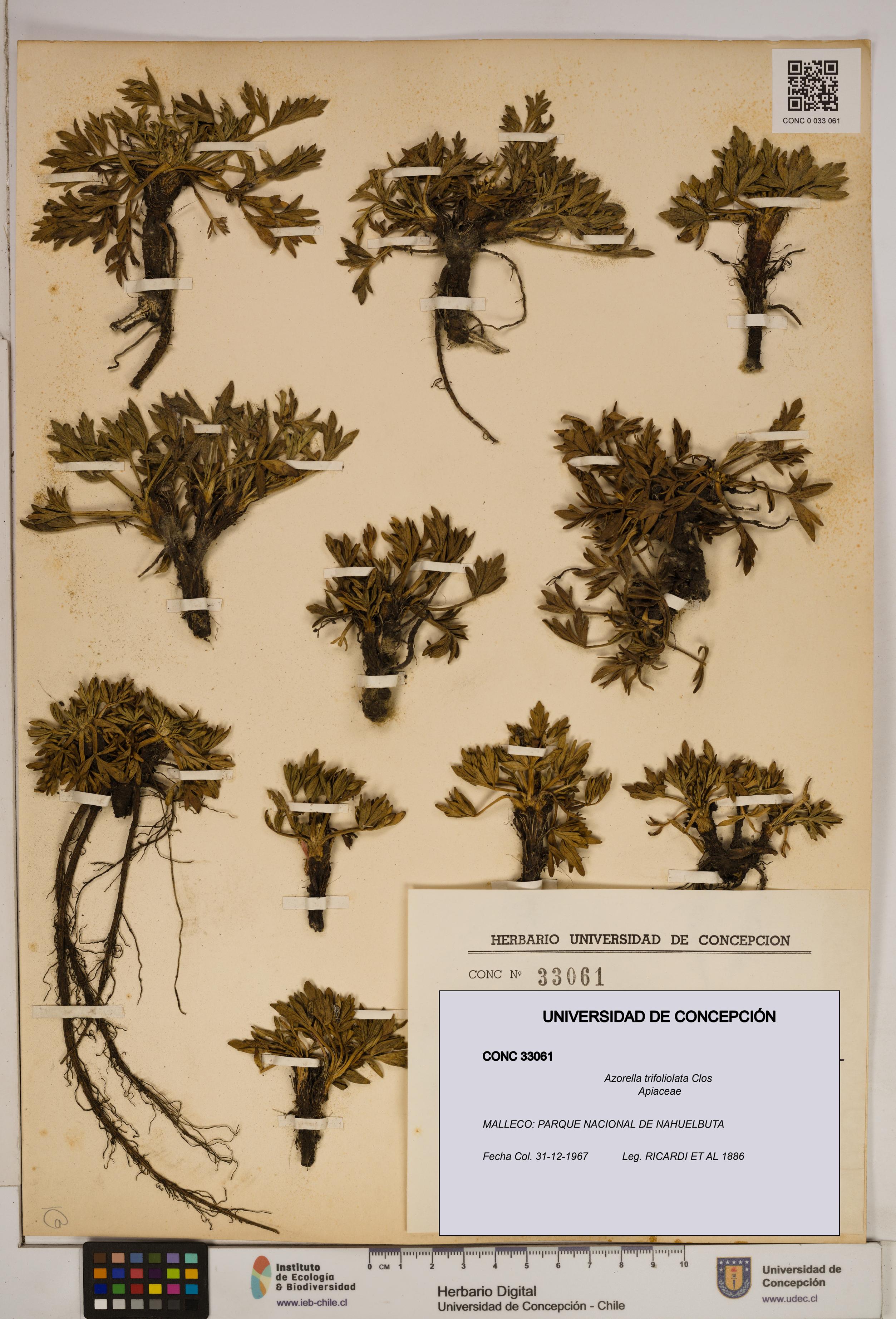 Azorella trifoliolata [Espécimen: ]