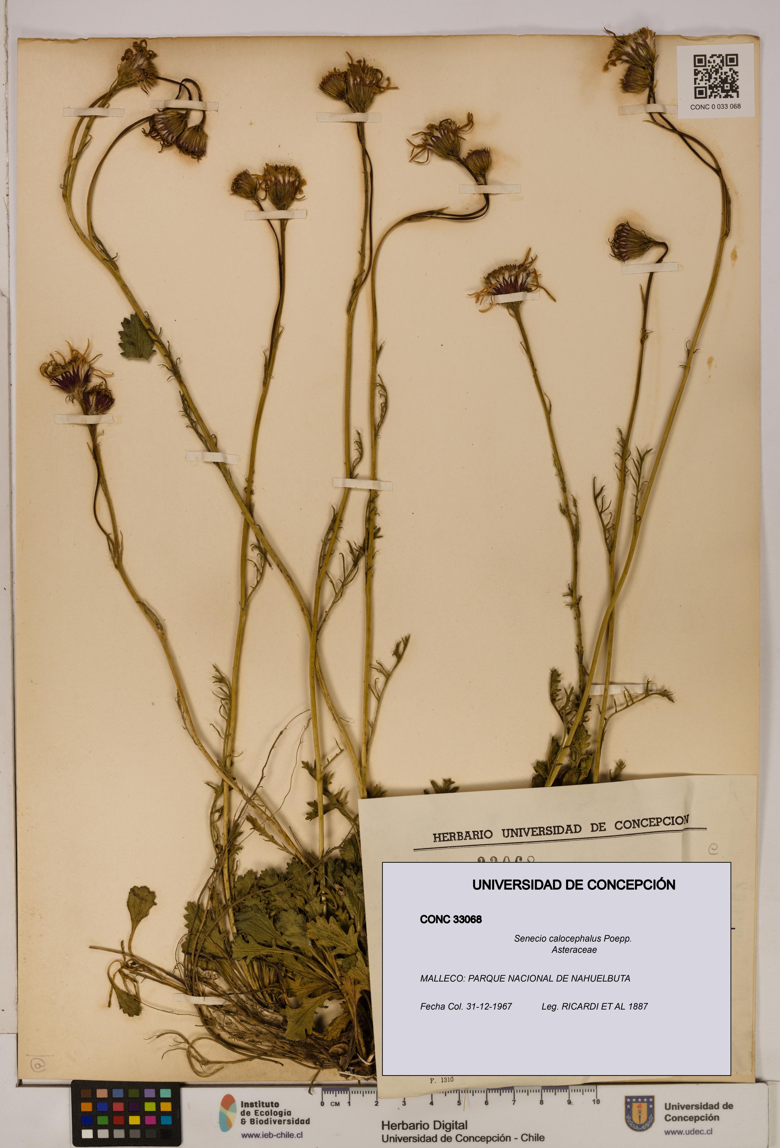 Senecio calocephalus [Espécimen: UDEC:CONC:0033068]