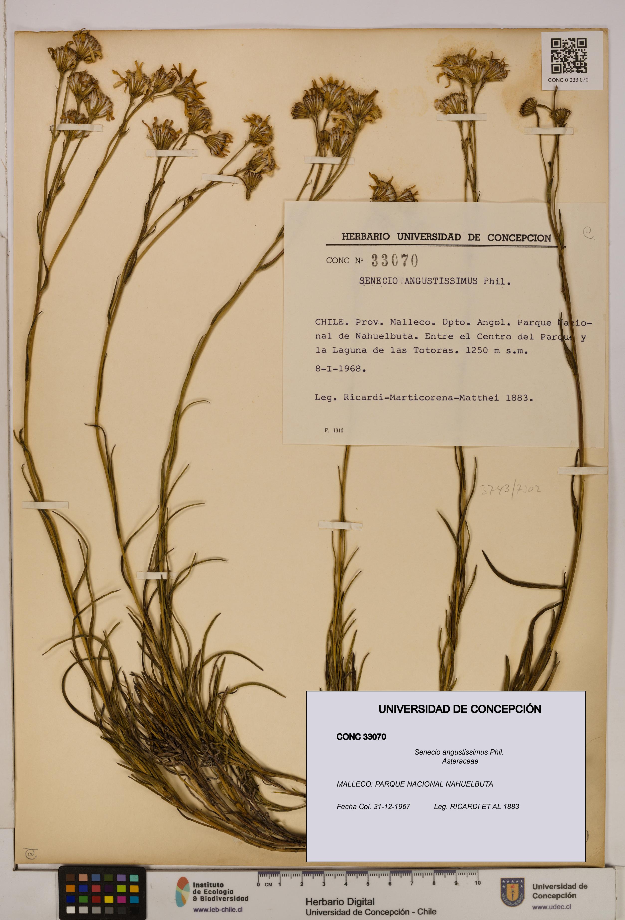 Senecio angustissimus [Espécimen: UDEC:CONC:0033070]