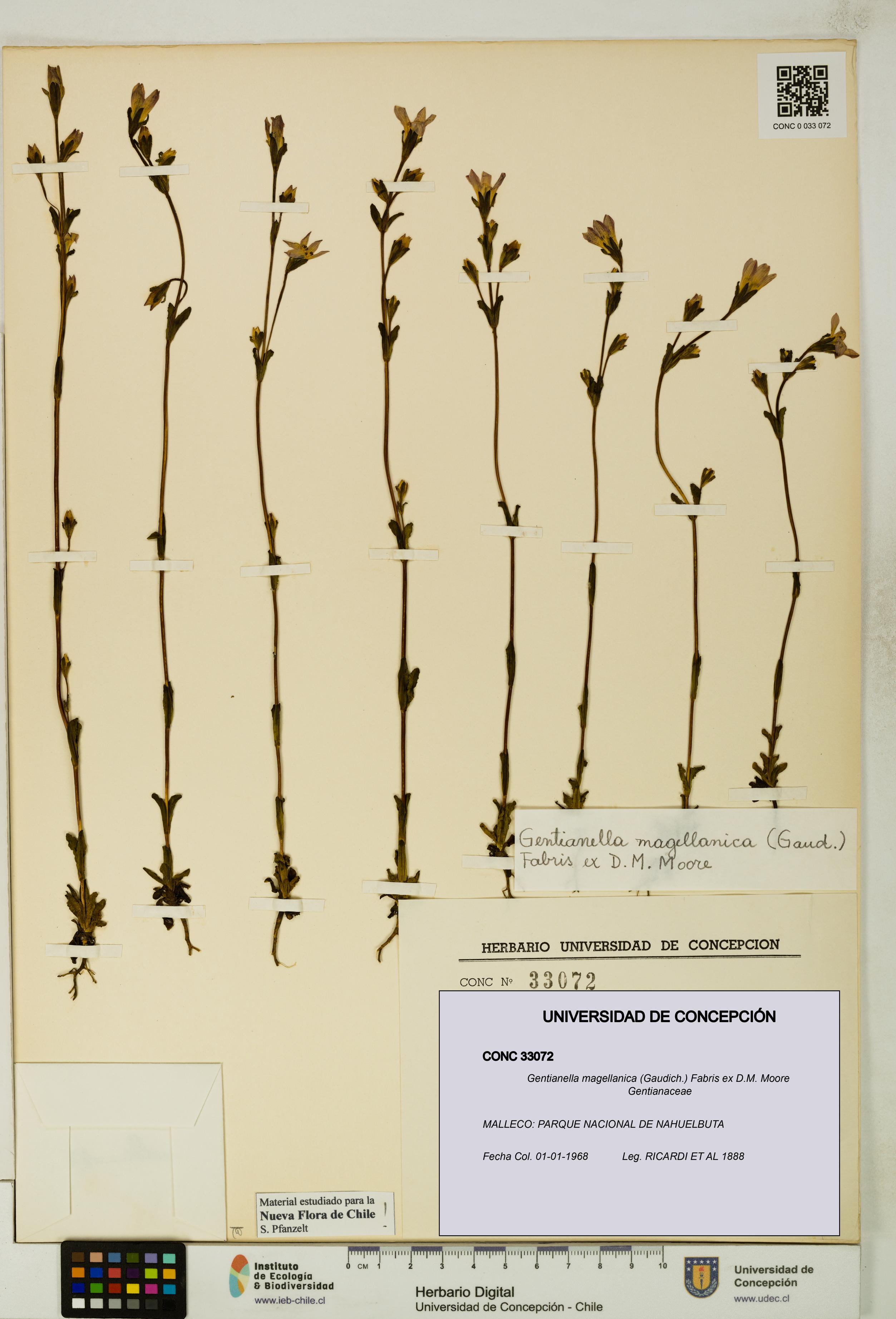Gentianella magellanica [Espécimen: UDEC:CONC:0033072]