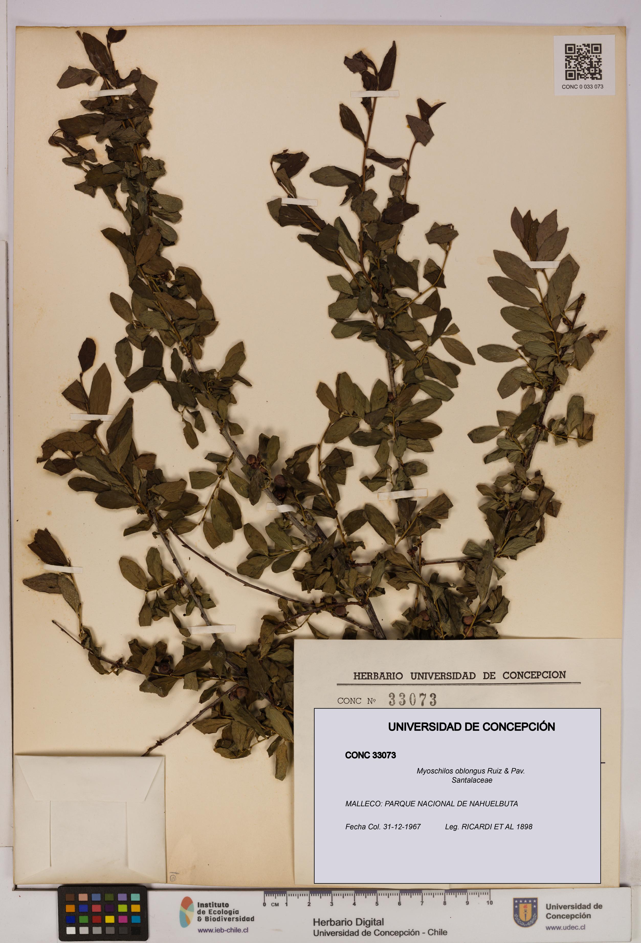 Myoschilos oblongus [Espécimen: UDEC:CONC:0033073]