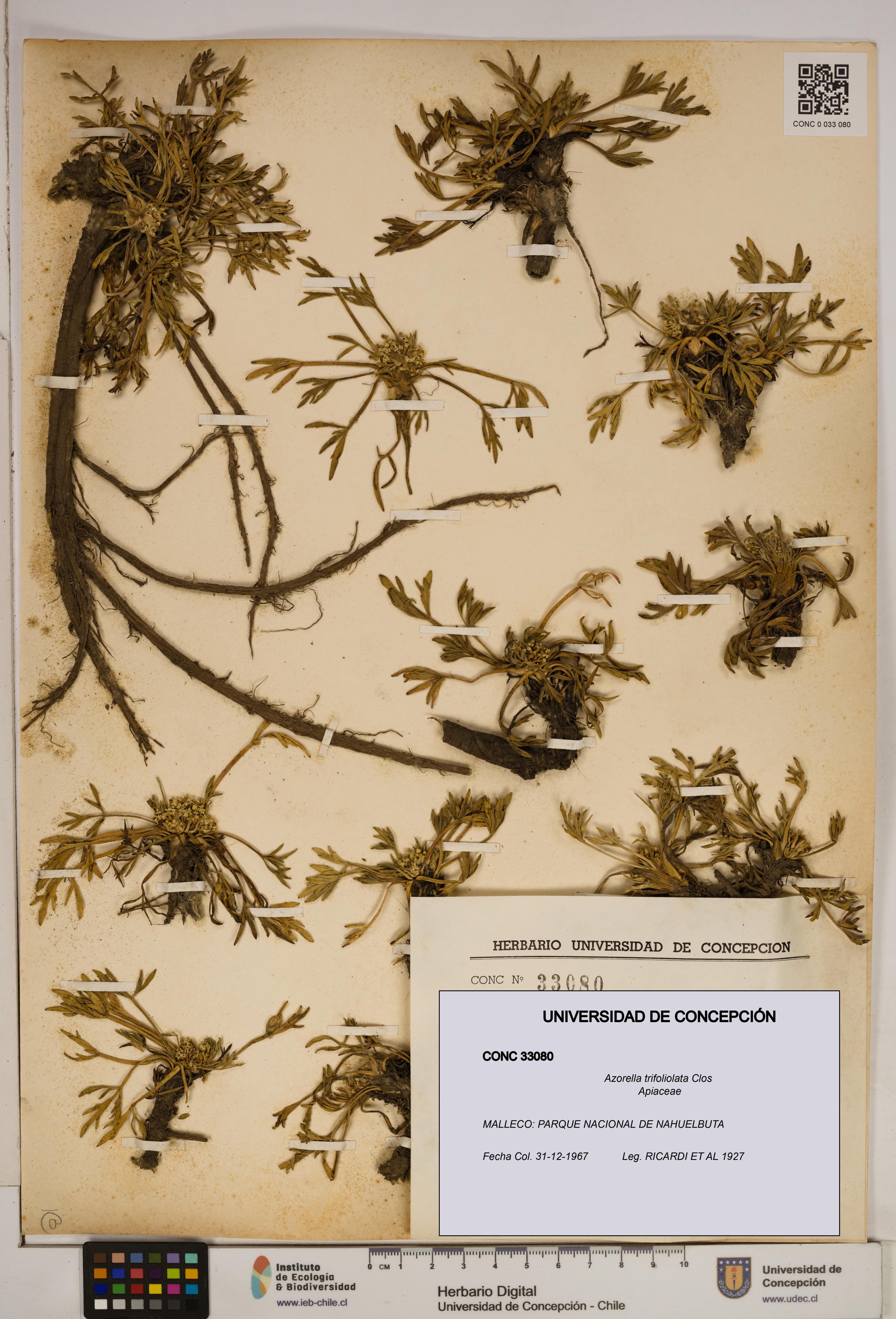 Azorella trifoliolata [Espécimen: ]