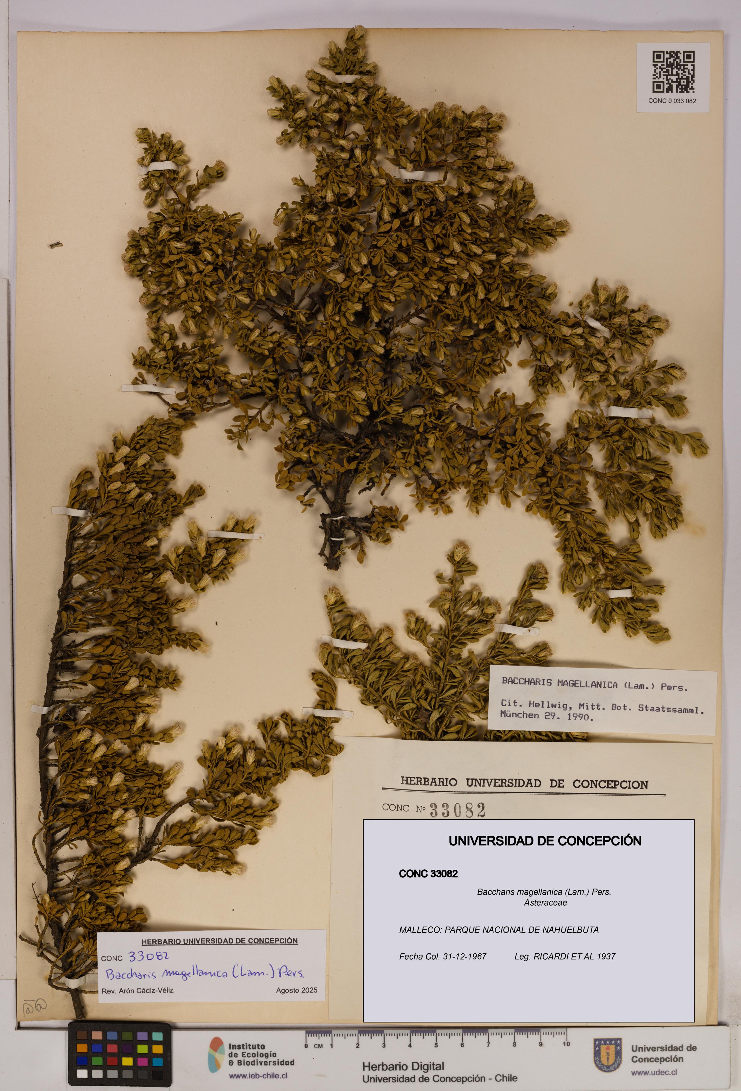 Baccharis magellanica [Espécimen: UDEC:CONC:0033082]