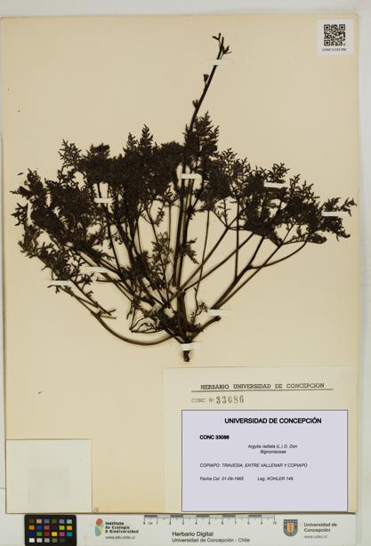 Argylia radiata [Espécimen: UDEC:CONC:0033086]