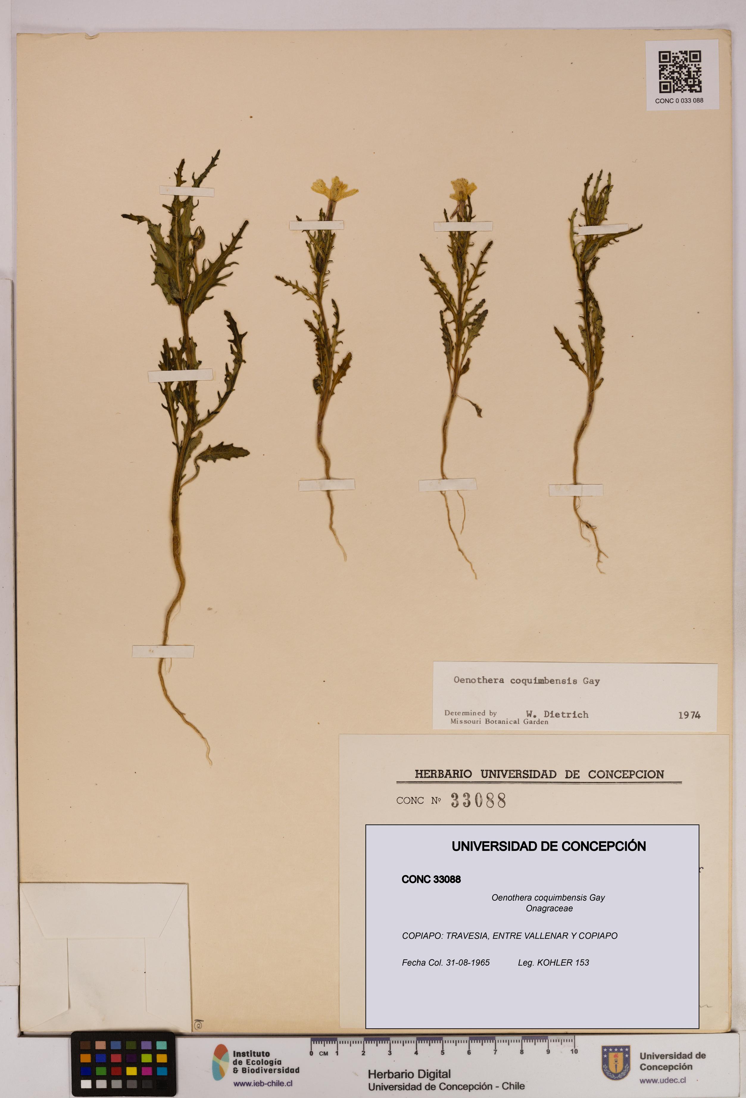 Oenothera coquimbensis [Espécimen: UDEC:CONC:0033088]