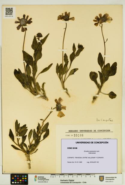 Encelia canescens [Espécimen: UDEC:CONC:0033106]