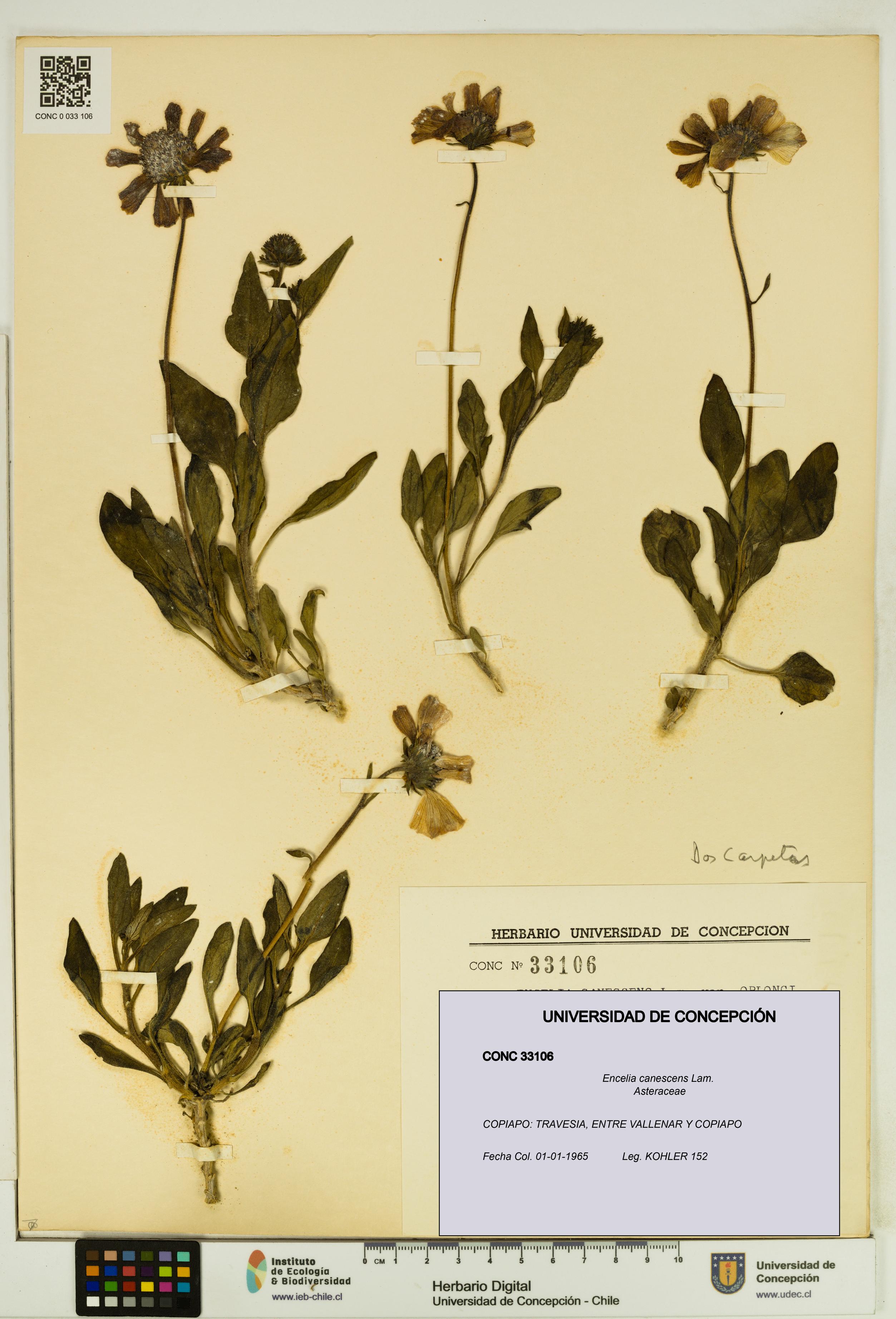 Encelia canescens [Espécimen: UDEC:CONC:0033106]