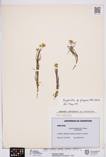 Cryptantha filaginea [Espécimen: ]