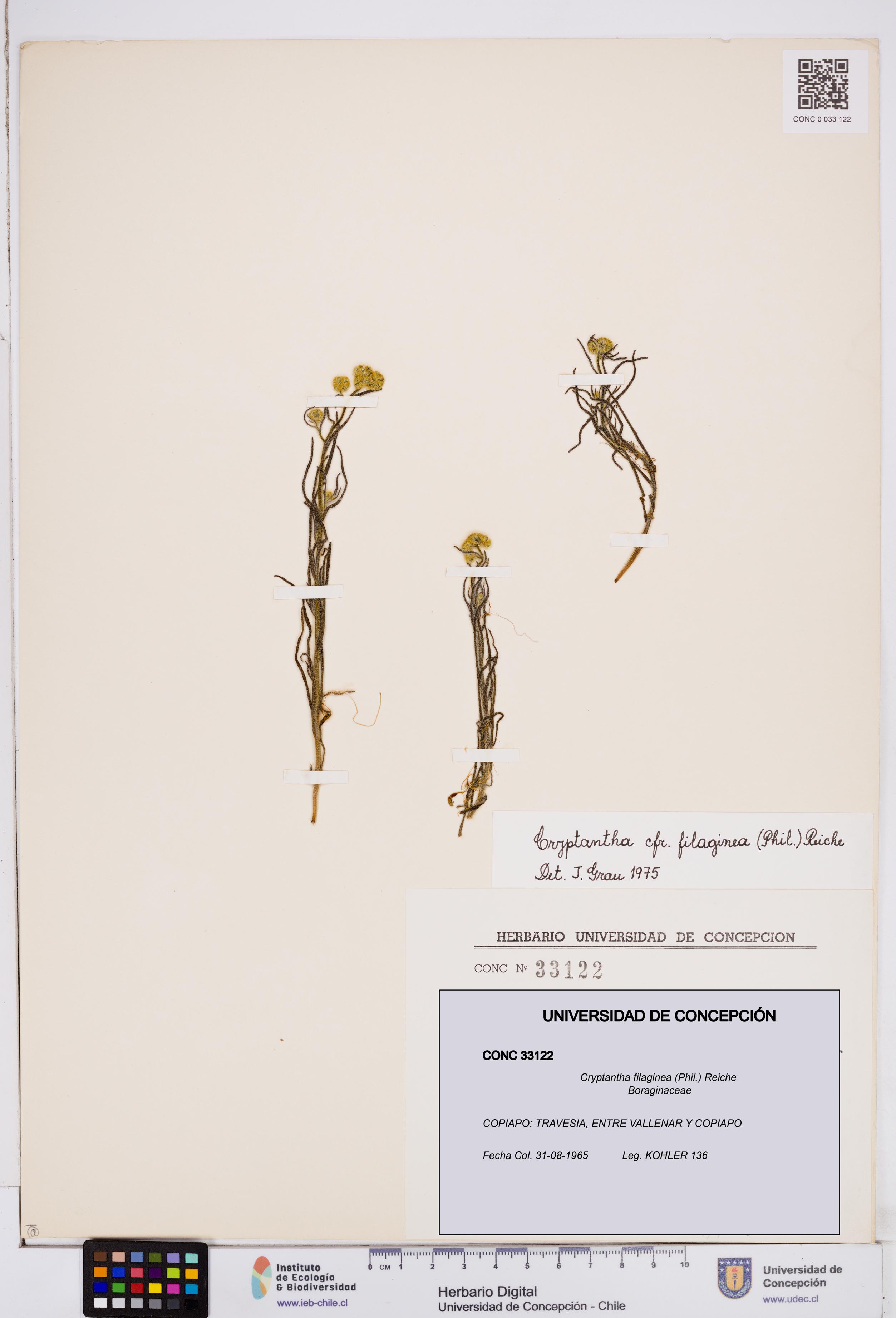 Cryptantha filaginea [Espécimen: ]