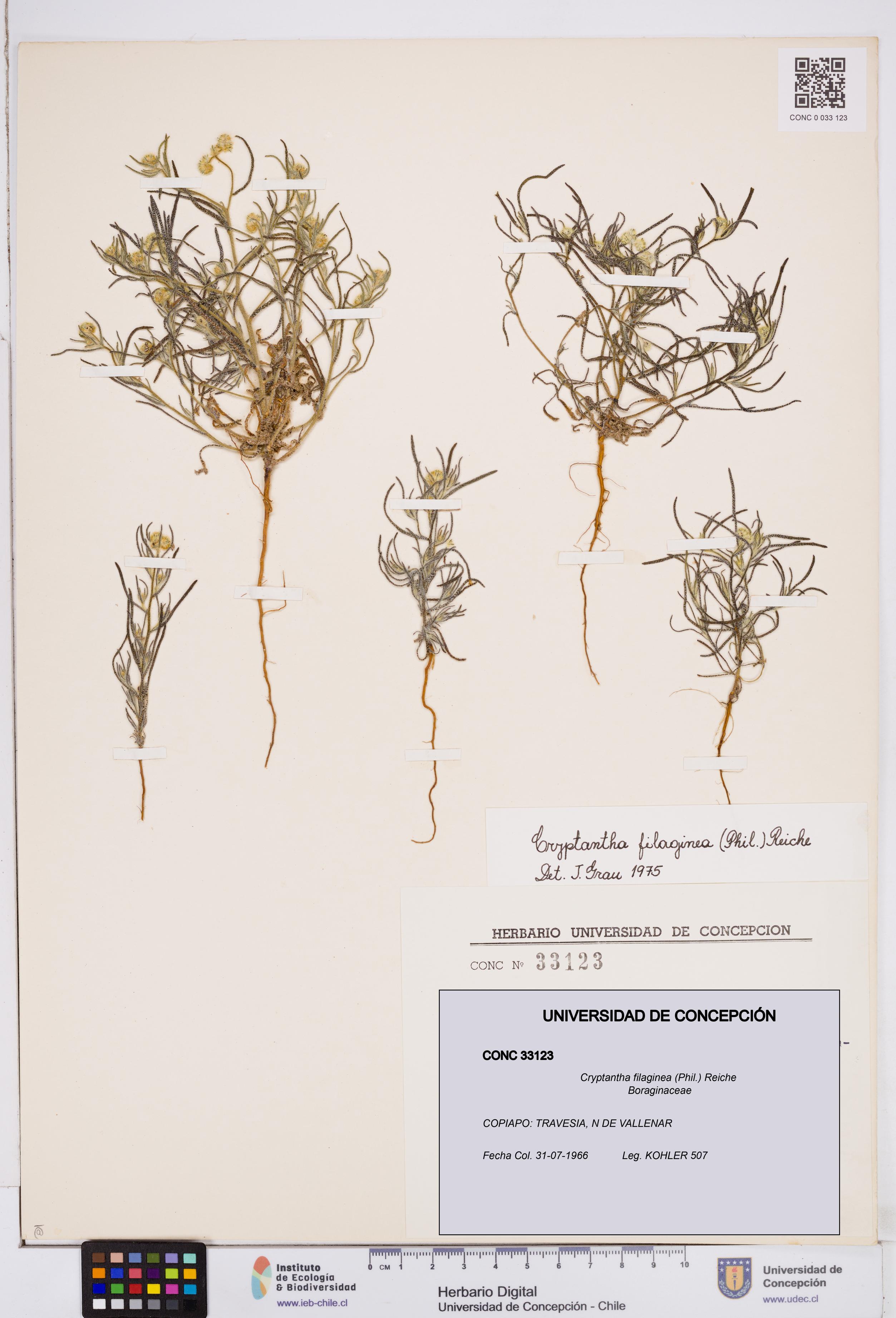 Cryptantha filaginea [Espécimen: ]