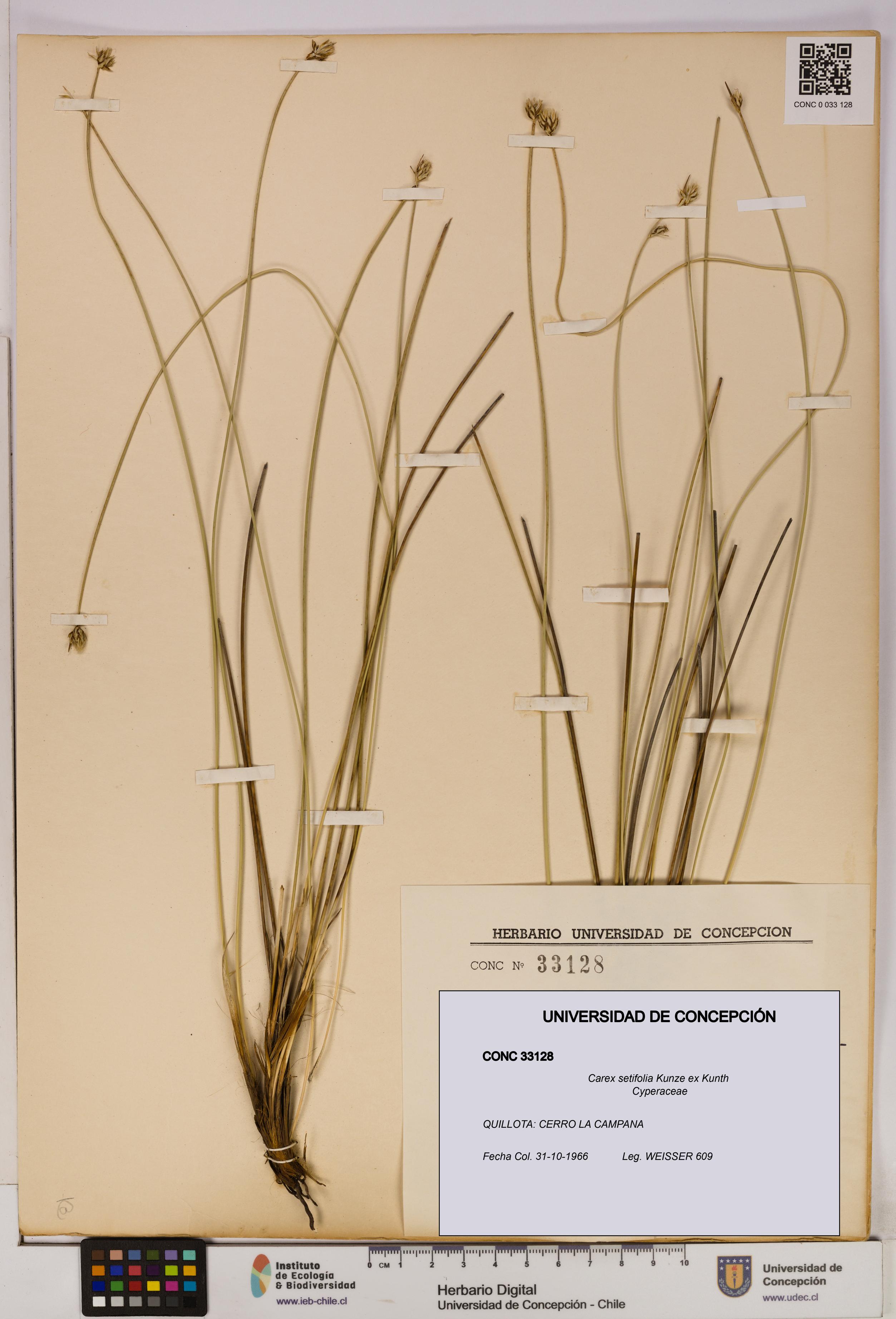 Carex setifolia [Espécimen: UDEC:CONC:0033128]