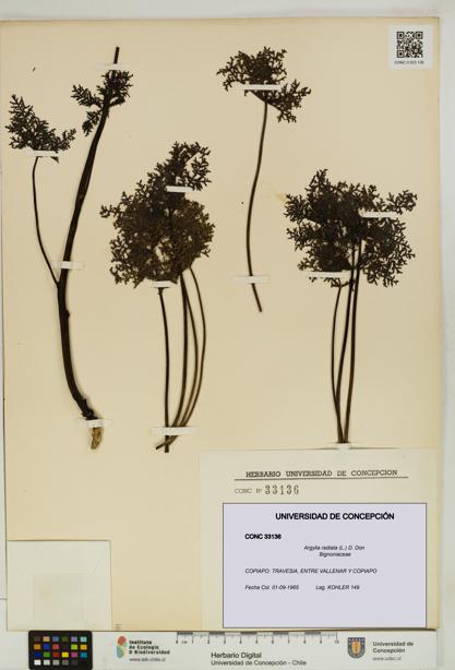 Argylia radiata [Espécimen: UDEC:CONC:0033136]