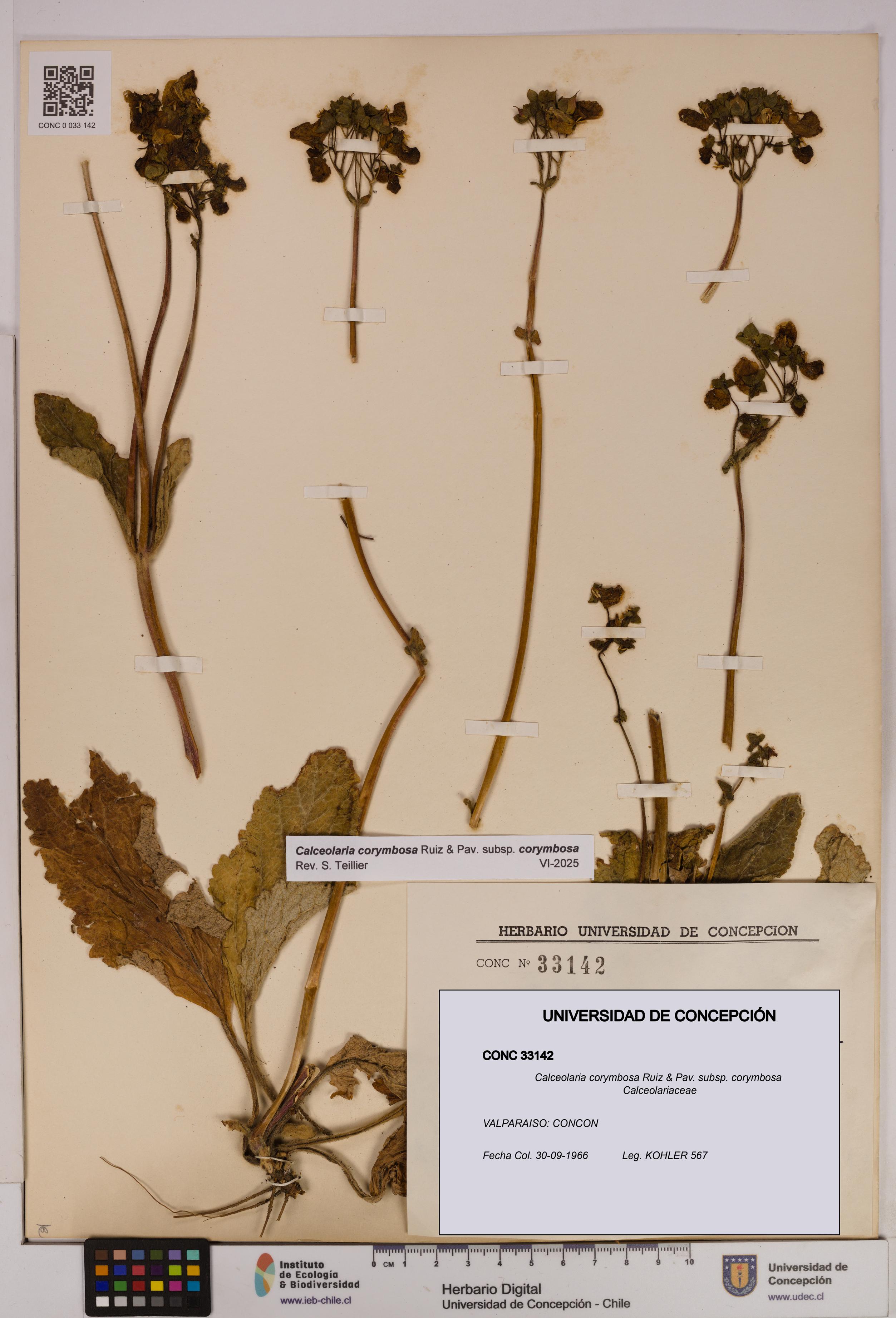 Calceolaria corymbosa [Espécimen: UDEC:CONC:0033142]