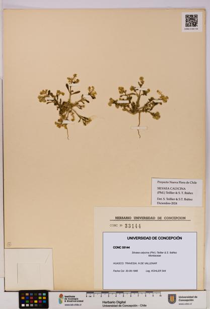 Silvaea calycina [Espécimen: UDEC:CONC:0033144]