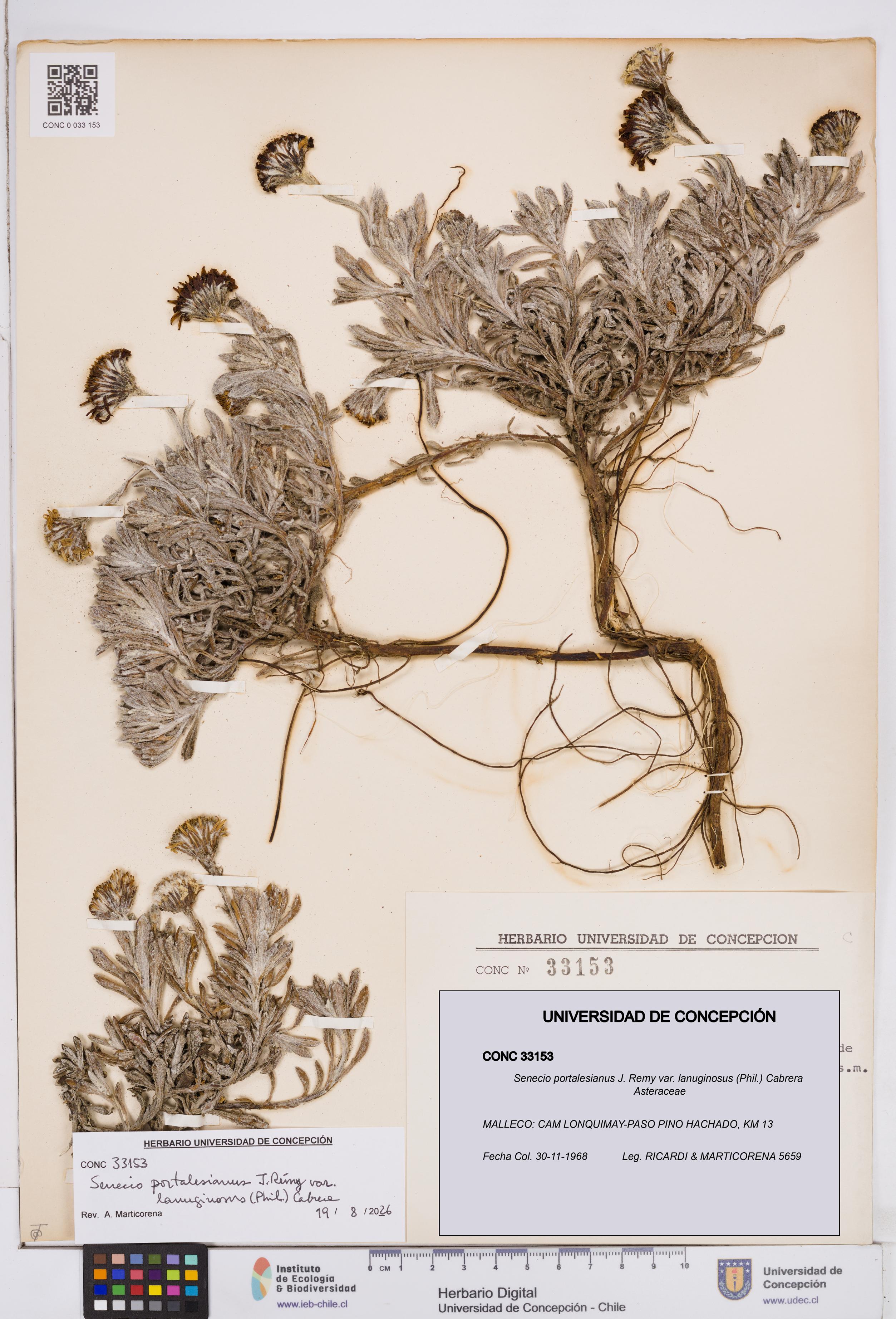 Senecio portalesianus var. lanuginosus [Espécimen: ]