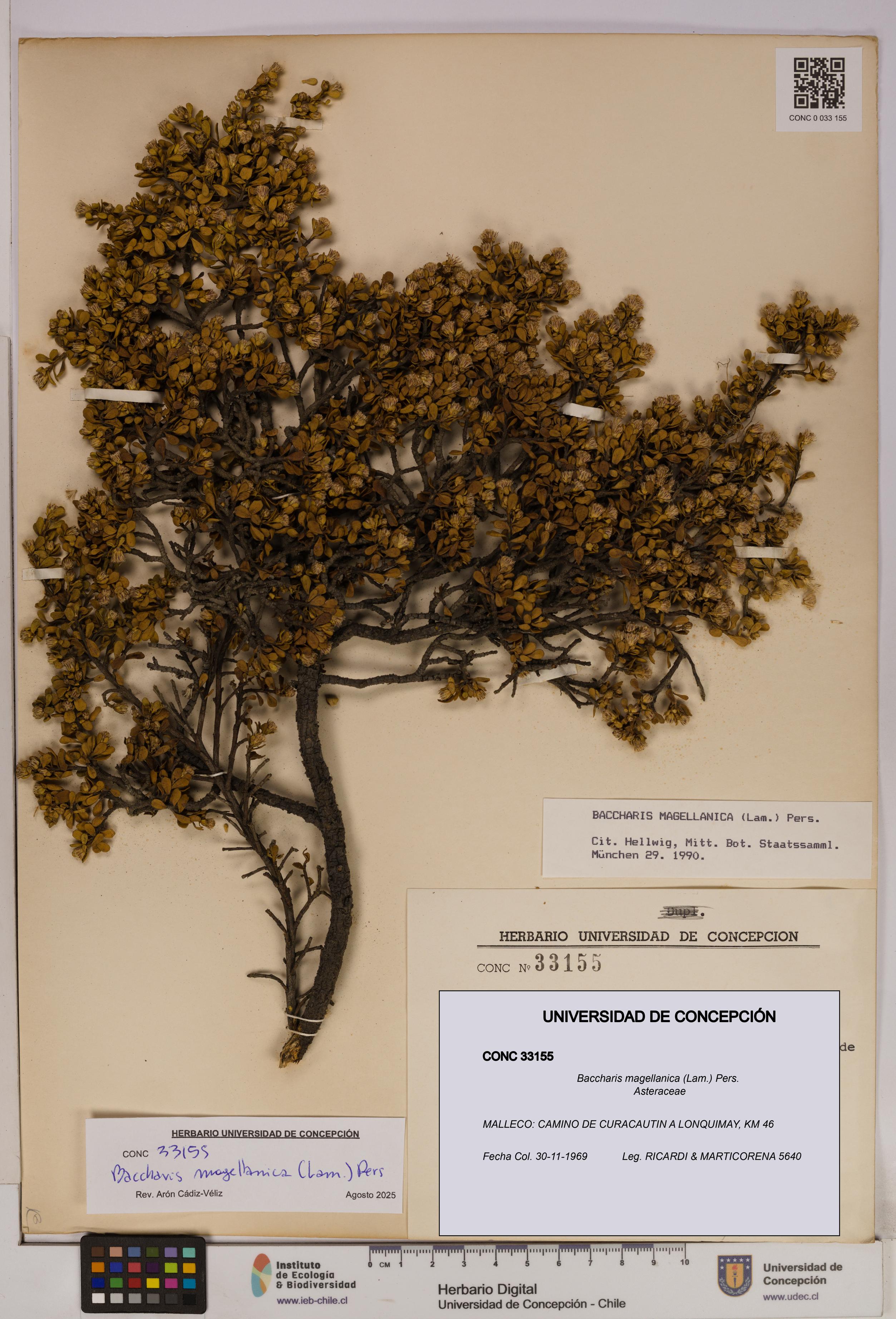 Baccharis magellanica [Espécimen: UDEC:CONC:0033155]