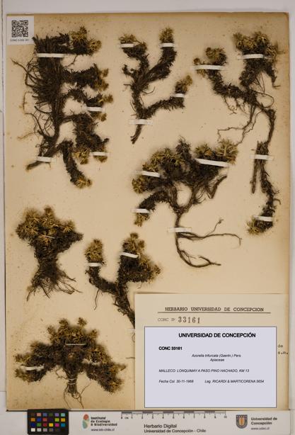 Azorella trifurcata [Espécimen: ]