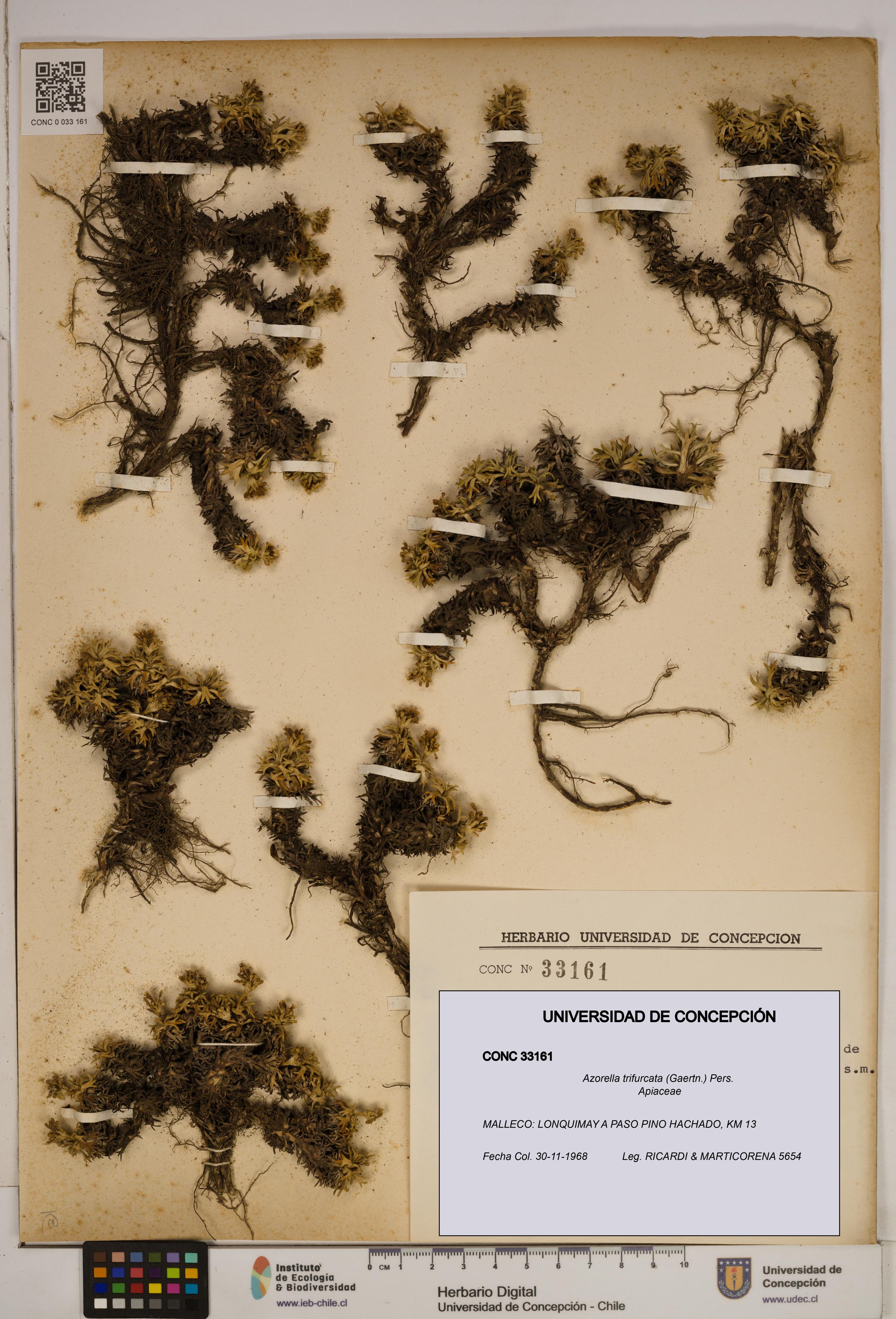 Azorella trifurcata [Espécimen: ]