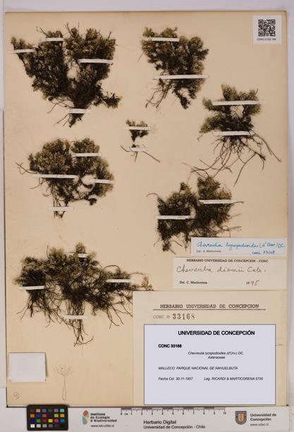 Chevreulia lycopodioides [Espécimen: UDEC:CONC:0033168]