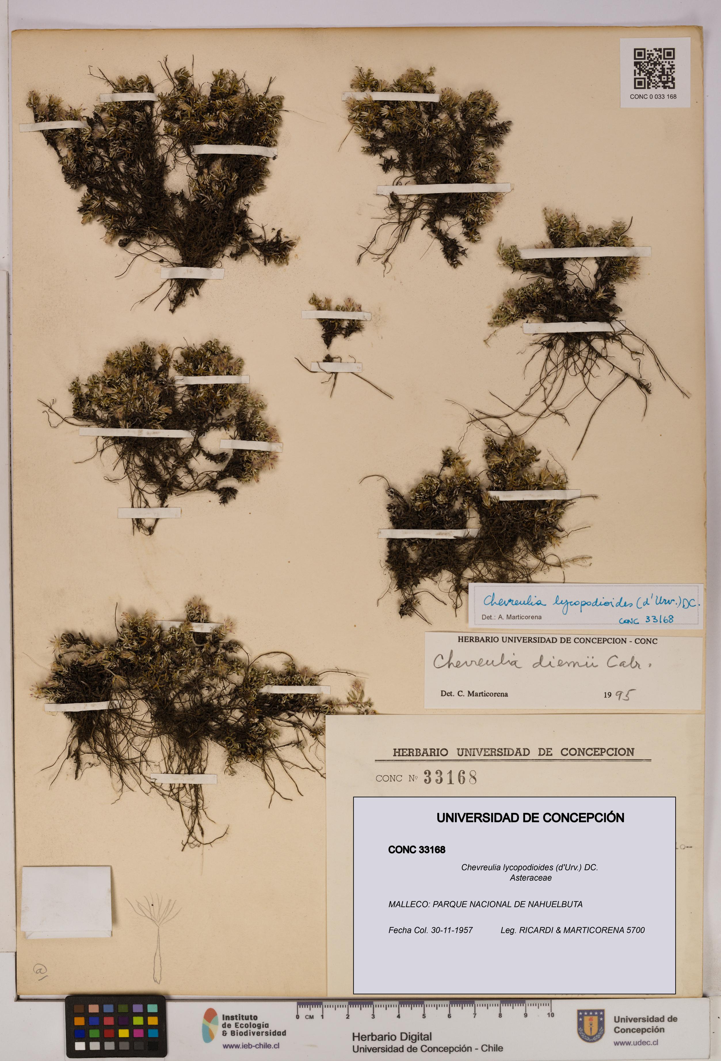 Chevreulia lycopodioides [Espécimen: UDEC:CONC:0033168]