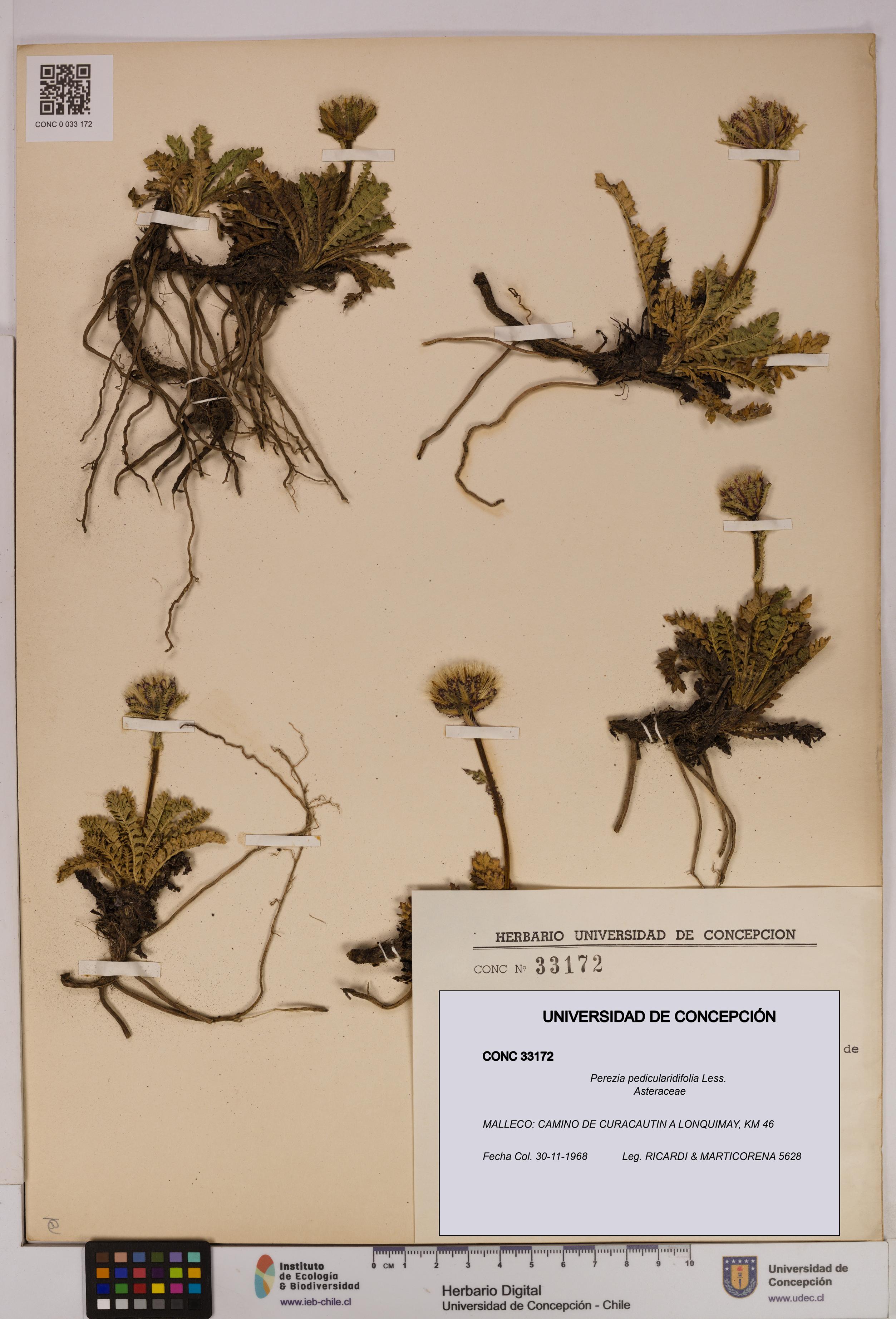 Perezia pedicularidifolia [Espécimen: UDEC:CONC:0033172]