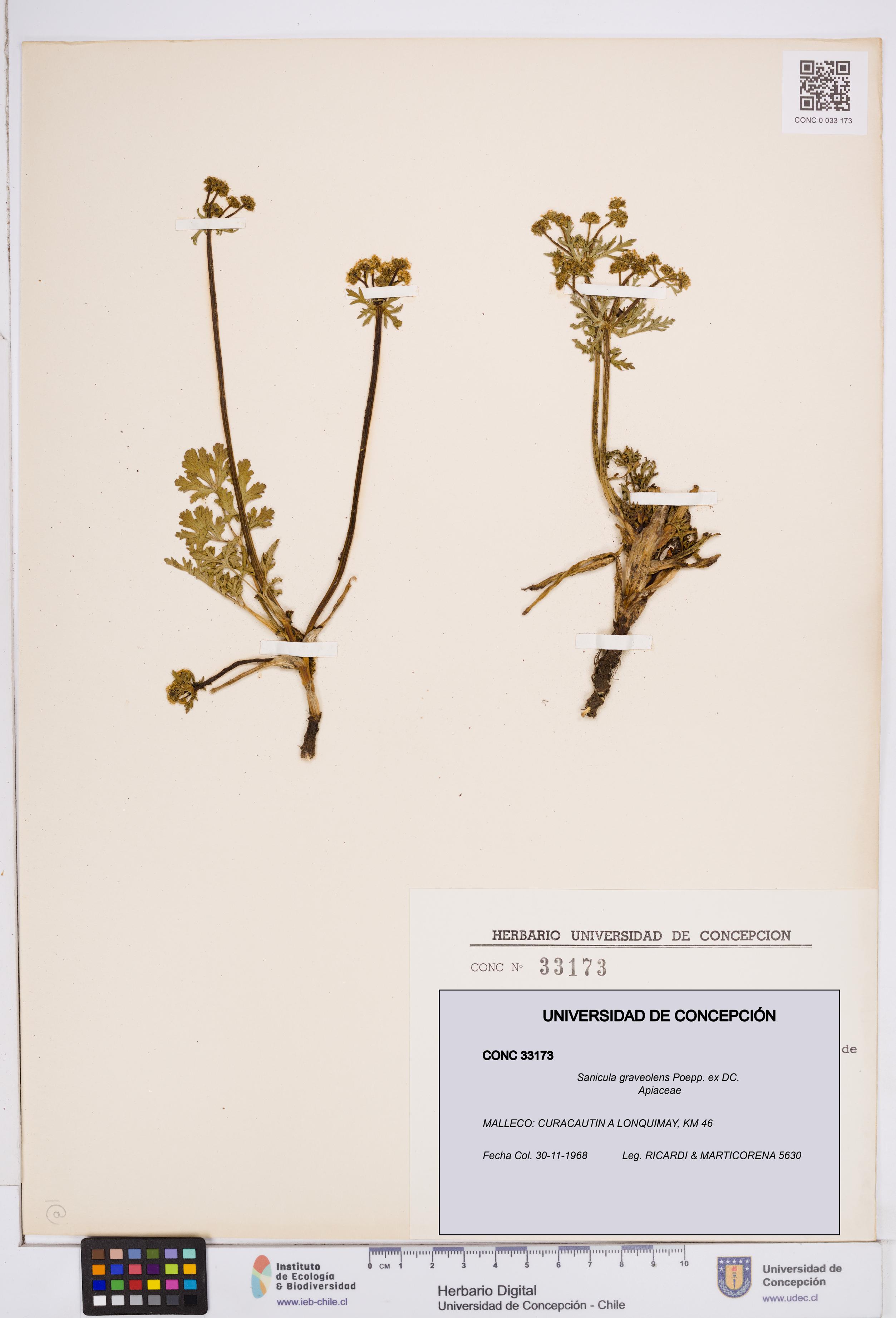 Sanicula graveolens [Espécimen: ]