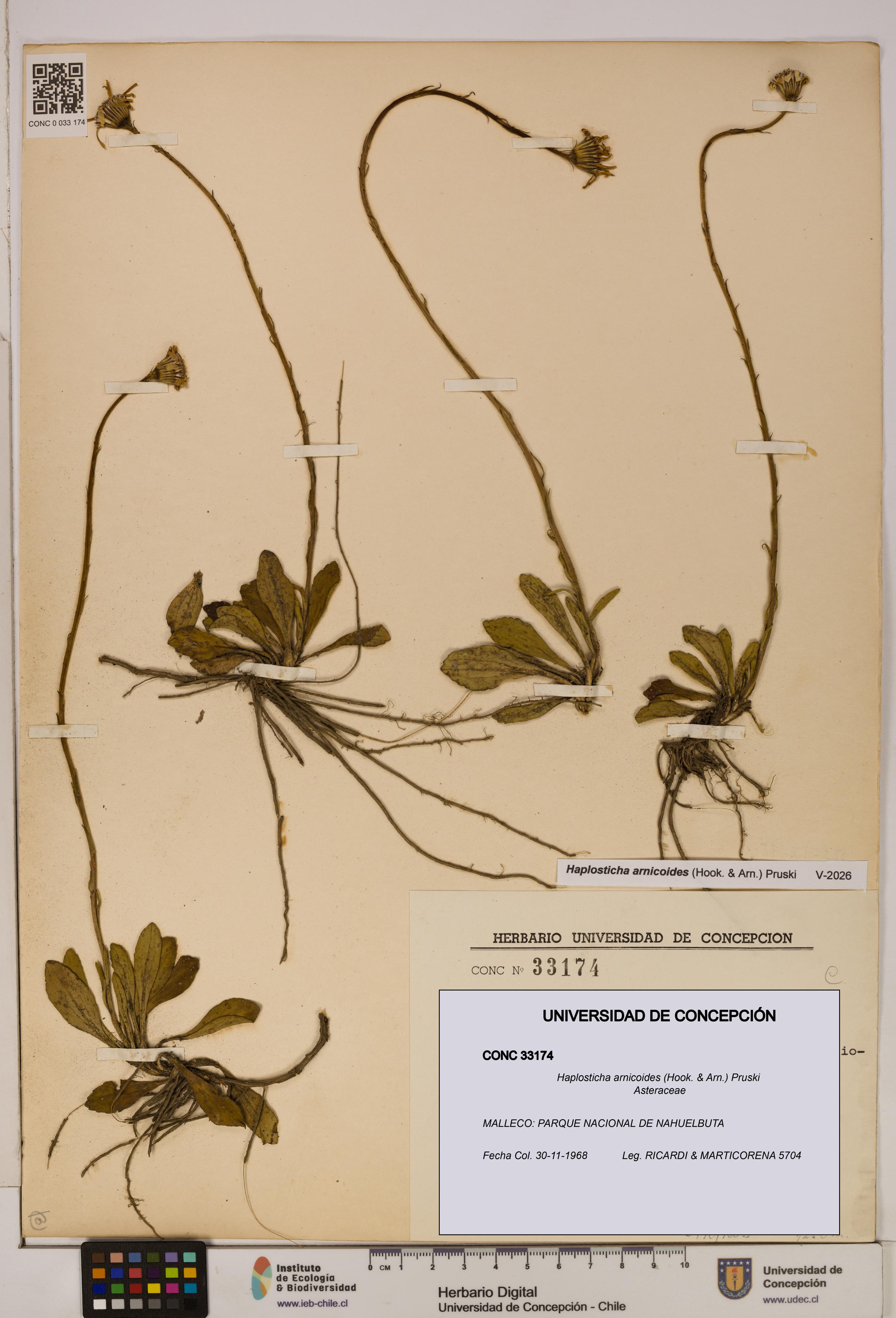 Haplosticha arnicoides [Espécimen: UDEC:CONC:0033174]