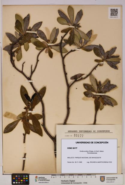 Ovidia andina [Espécimen: UDEC:CONC:0033177]