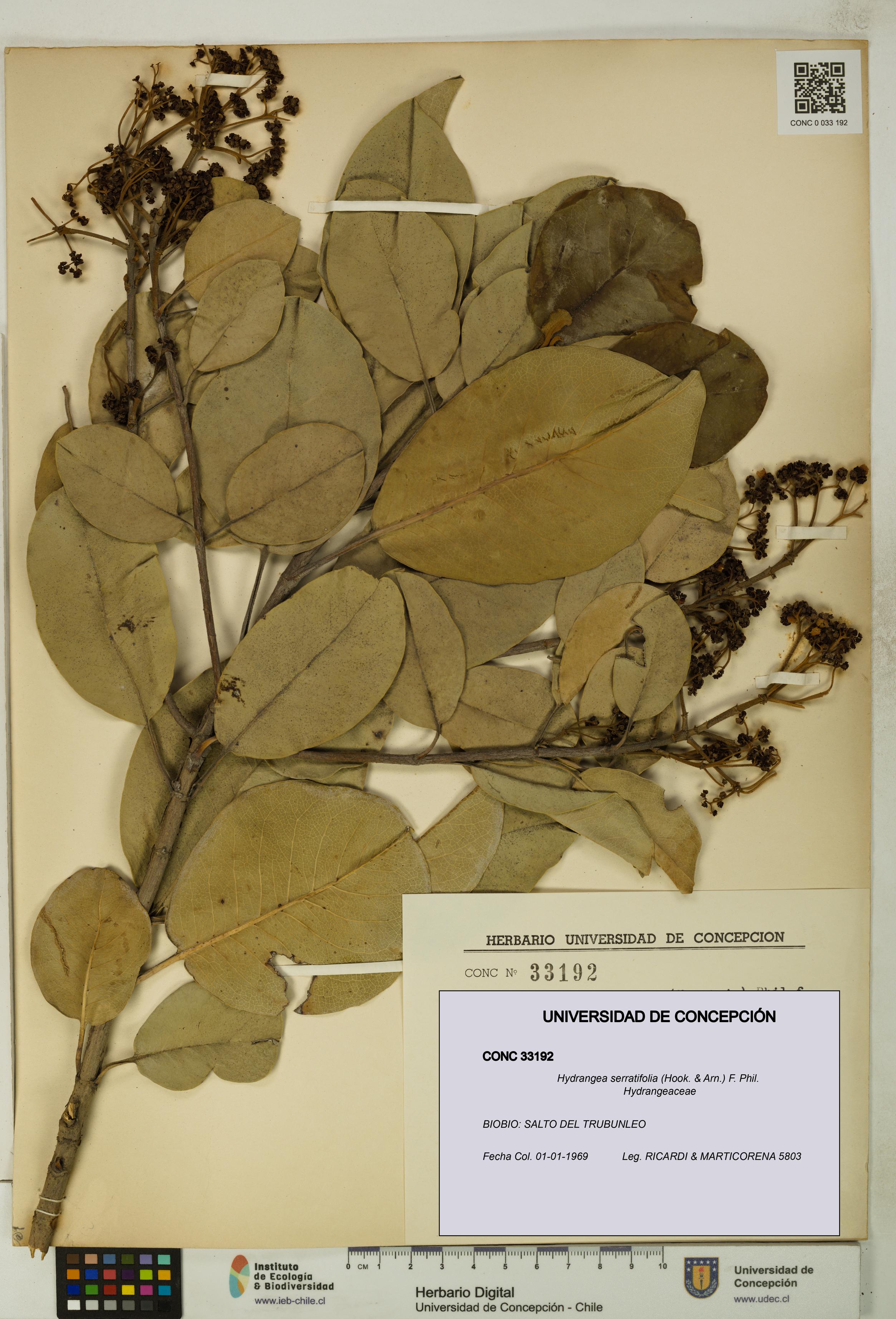 Hydrangea serratifolia [Espécimen: UDEC:CONC:0033192]