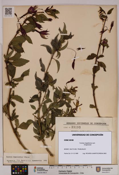 Fuchsia magellanica [Espécimen: UDEC:CONC:0033193]