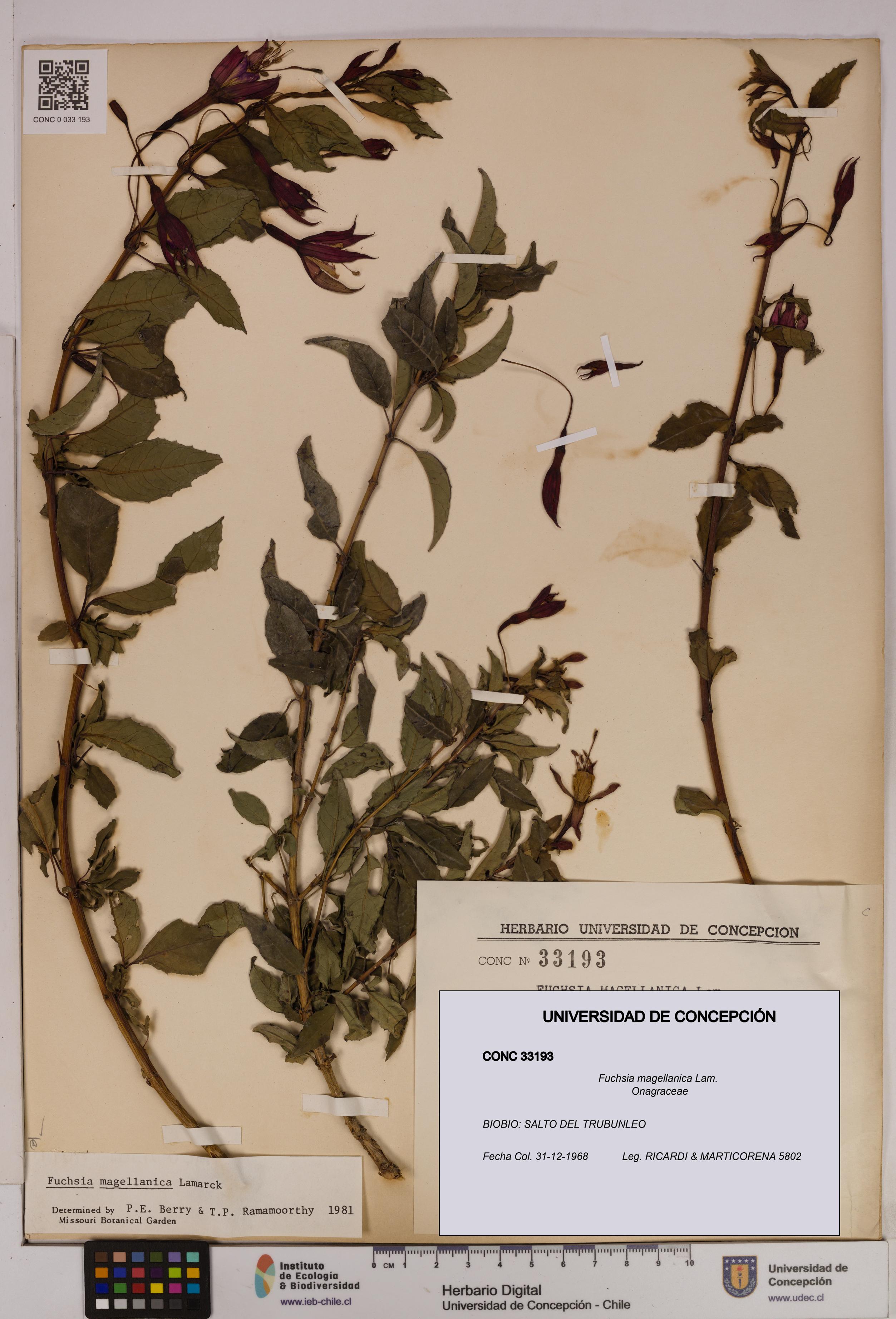 Fuchsia magellanica [Espécimen: UDEC:CONC:0033193]