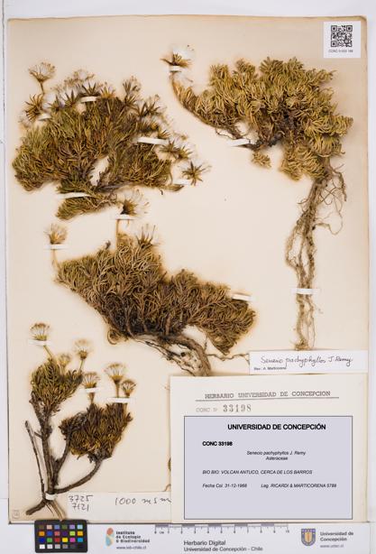 Senecio pachyphyllos [Espécimen: ]