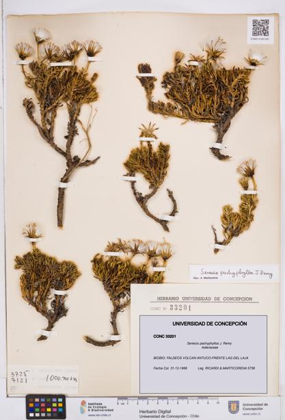 Senecio pachyphyllos [Espécimen: ]