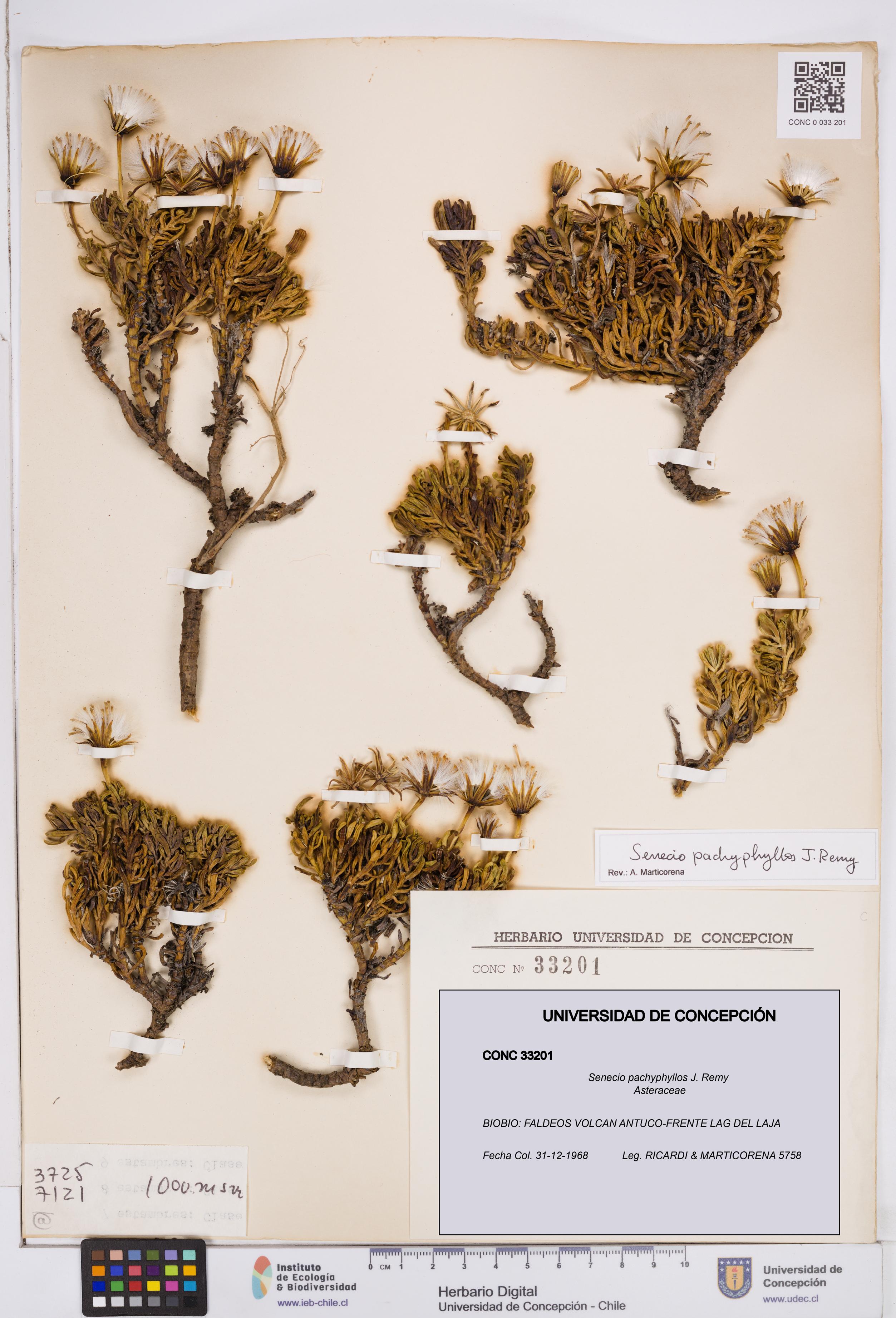 Senecio pachyphyllos [Espécimen: ]