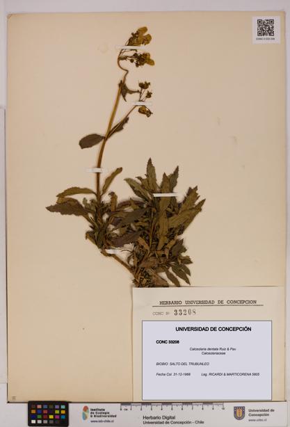 Calceolaria dentata [Espécimen: UDEC:CONC:0033208]