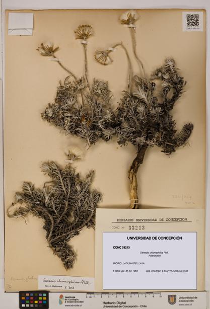 Senecio chionophilus [Espécimen: UDEC:CONC:0033213]