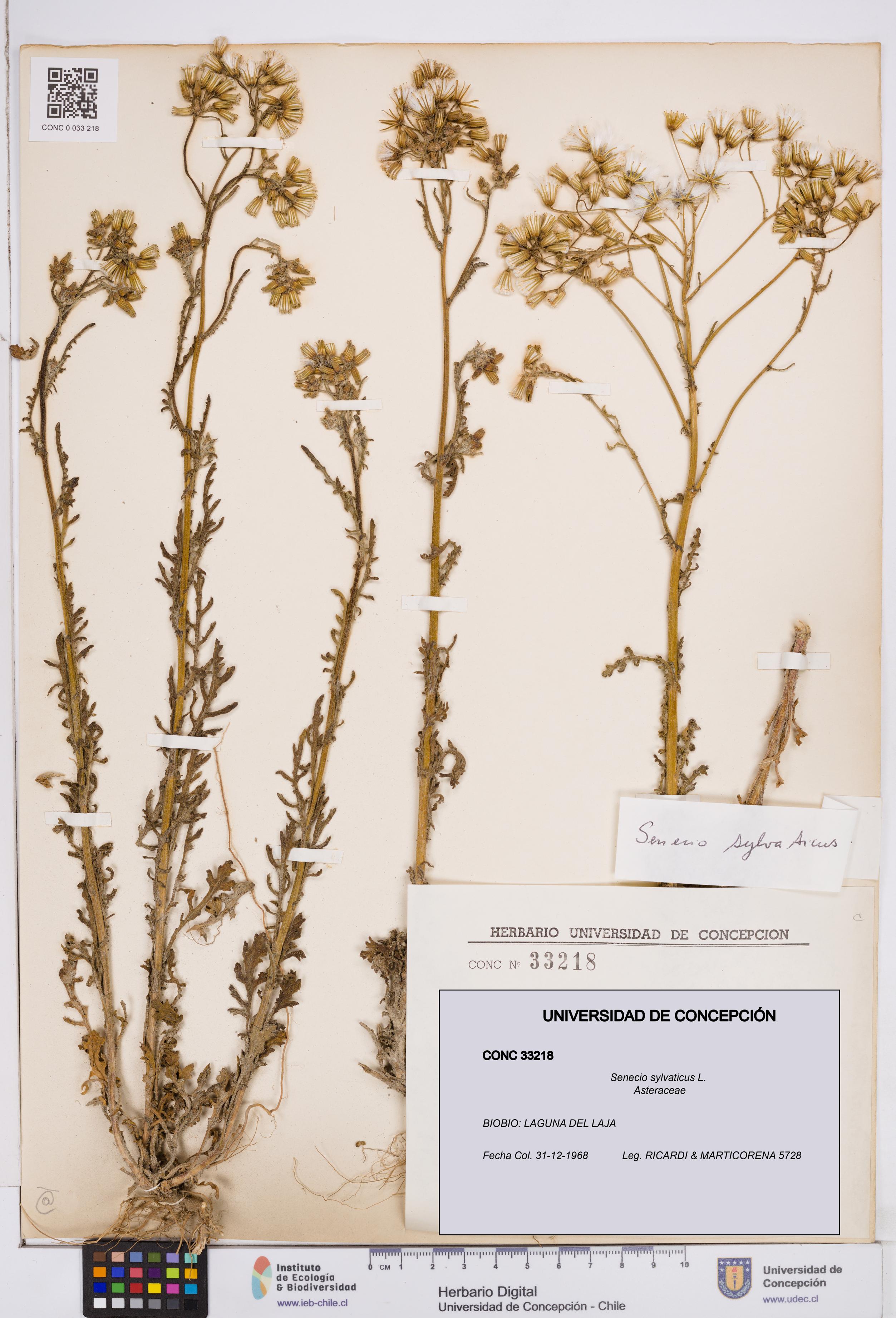 Senecio sylvaticus [Espécimen: ]