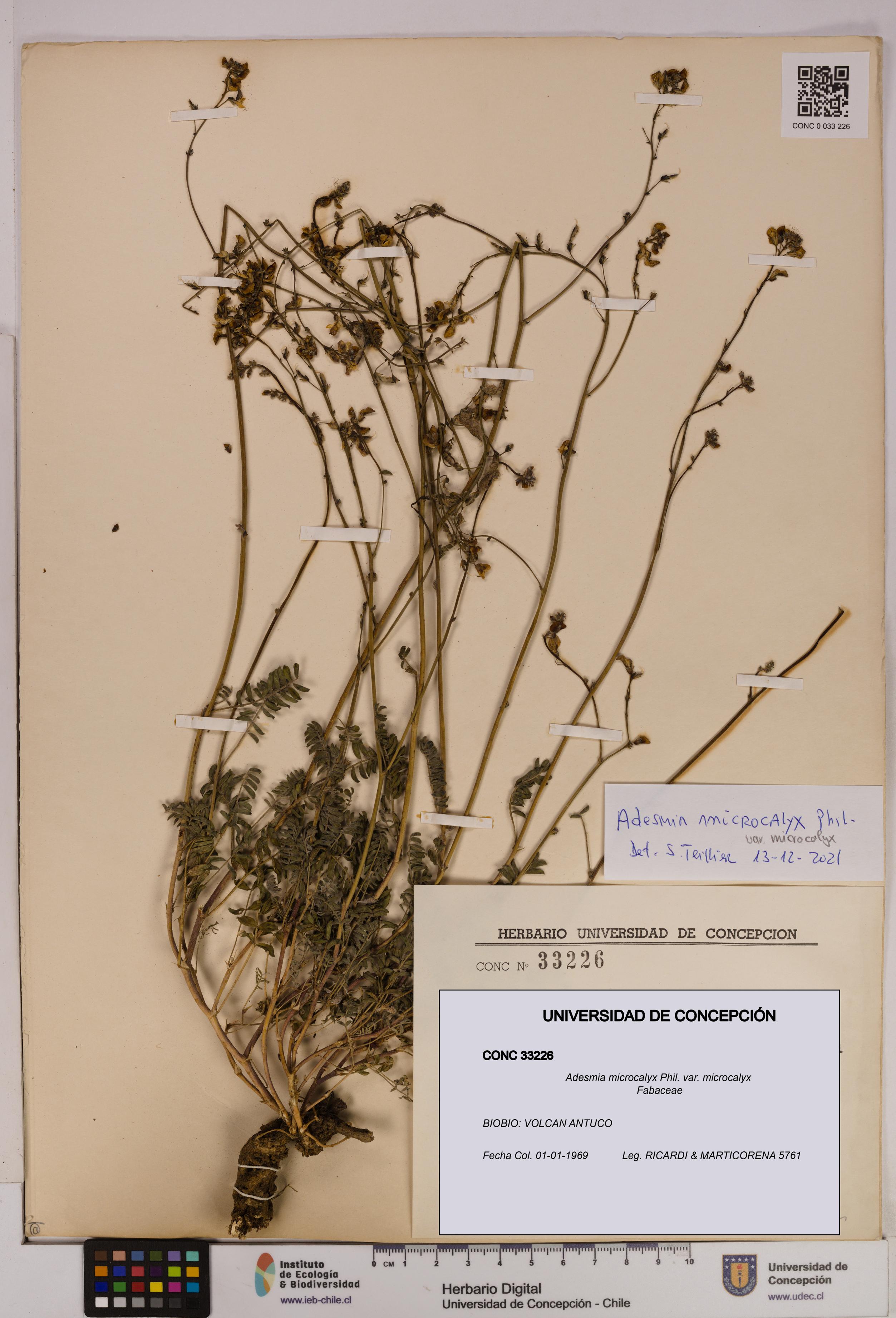 Adesmia microcalyx var. microcalyx [Espécimen: UDEC:CONC:0033226]