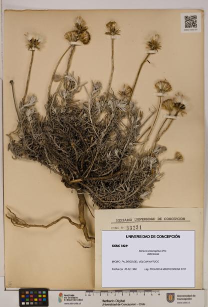 Senecio chionophilus [Espécimen: UDEC:CONC:0033231]