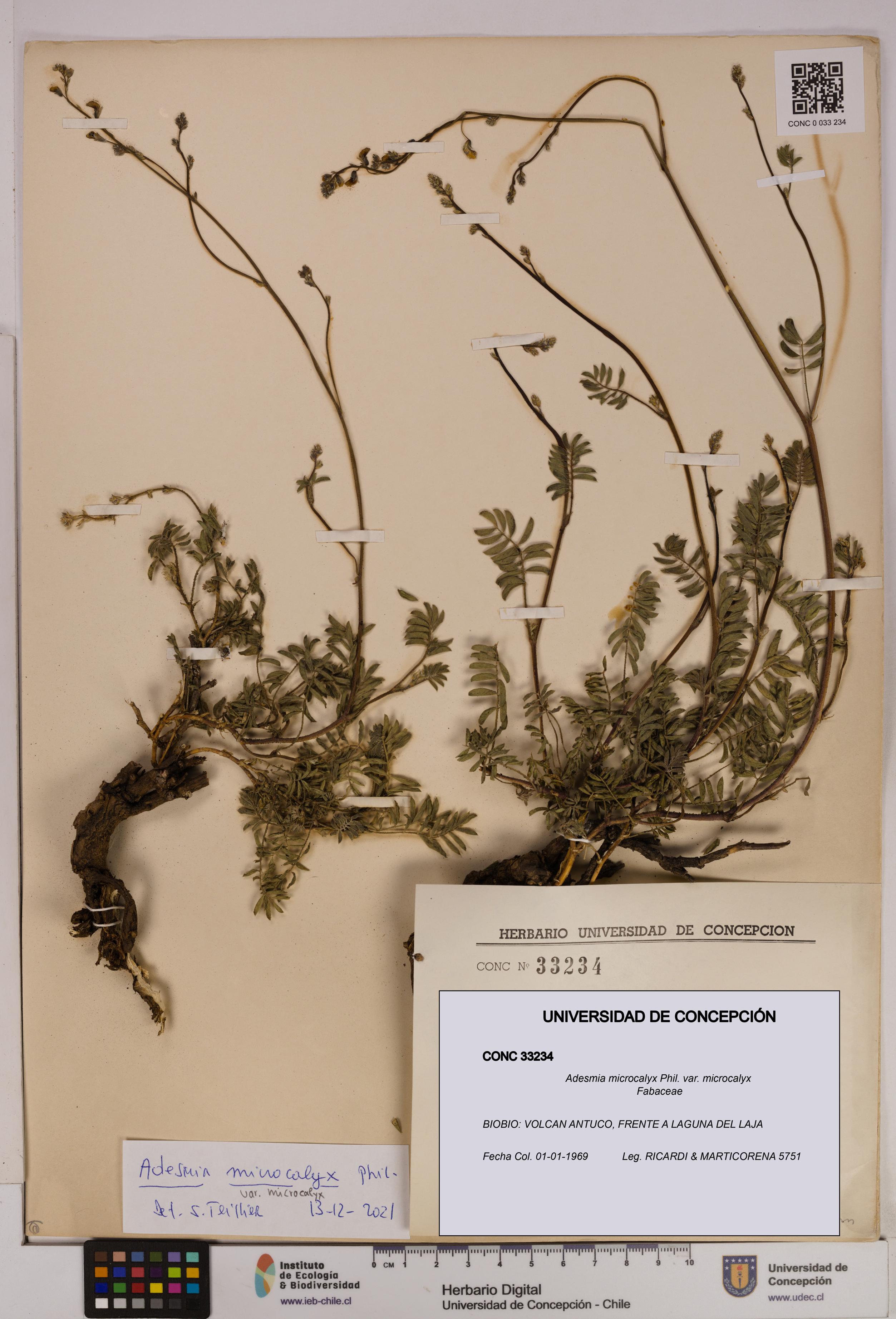 Adesmia microcalyx var. microcalyx [Espécimen: UDEC:CONC:0033234]