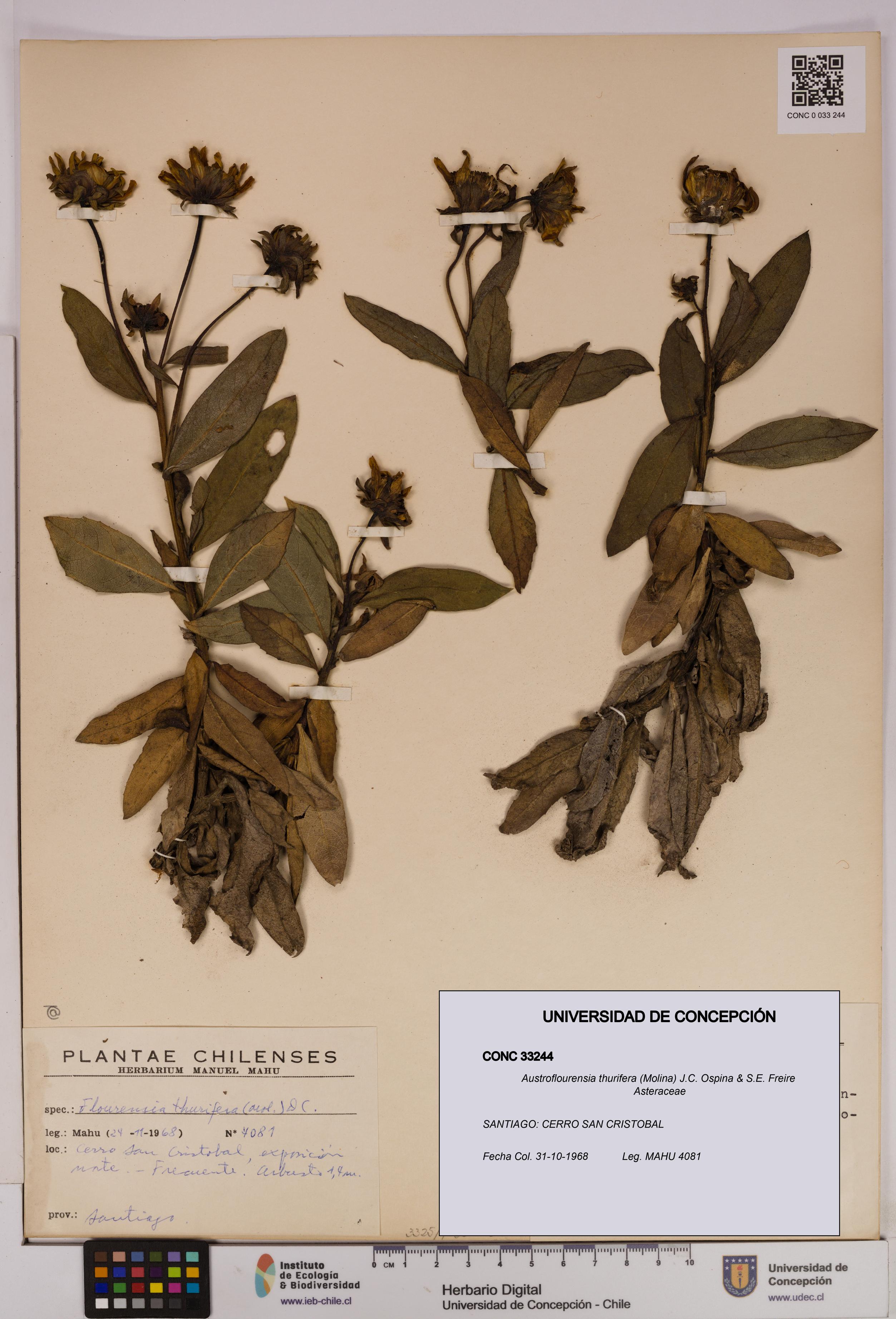Austroflourensia thurifera [Espécimen: UDEC:CONC:0033244]