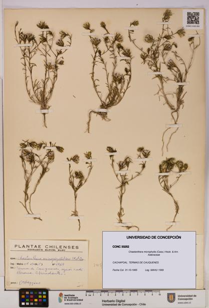 Chaetanthera microphylla [Espécimen: UDEC:CONC:0033252]